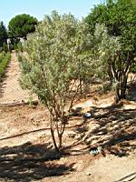 Anthyllide barbe de Jupiter - Anthyllis barba-jovis (en Corse) (01) (Photo F. Mrugala)